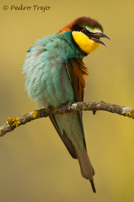 Abejaruco (Merop apiaster)